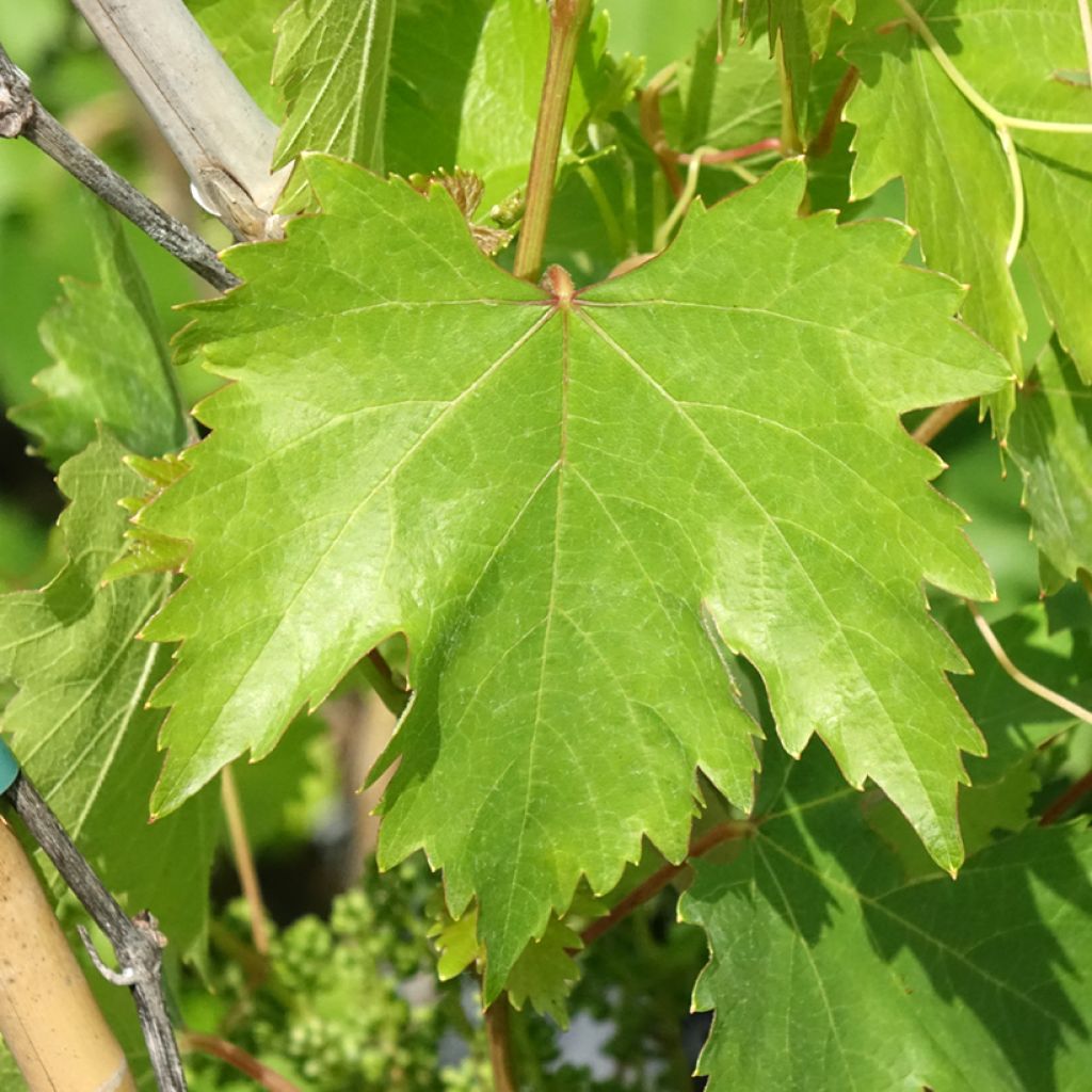 Vigne Moscato Monregalese - Vitis vinifera