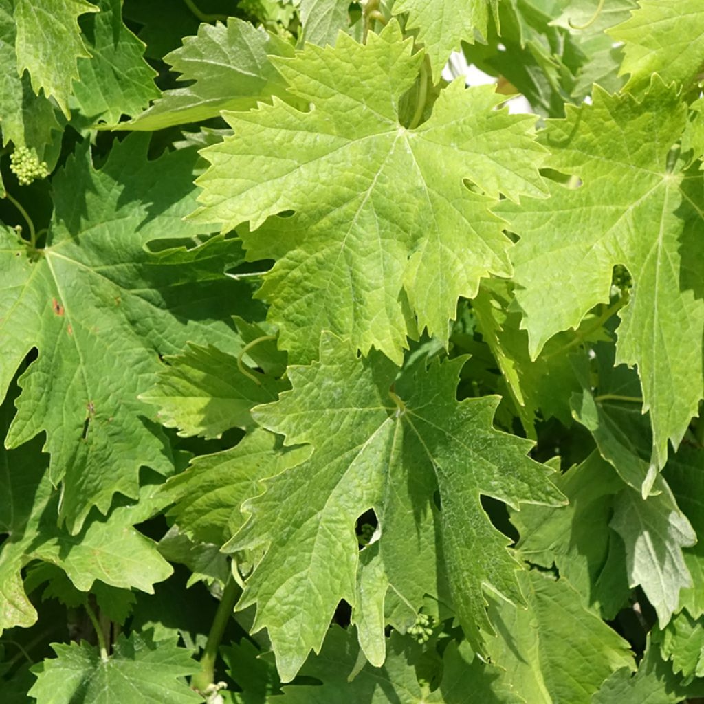 Vigne Moscato Terracina - Vitis vinifera