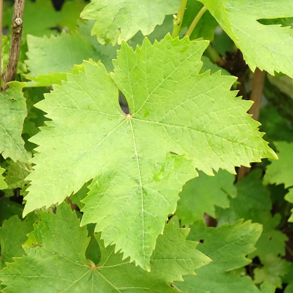 Vigne Muscat d'Alexandrie