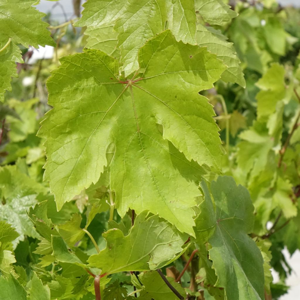 Vigne Muscat de Hambourg