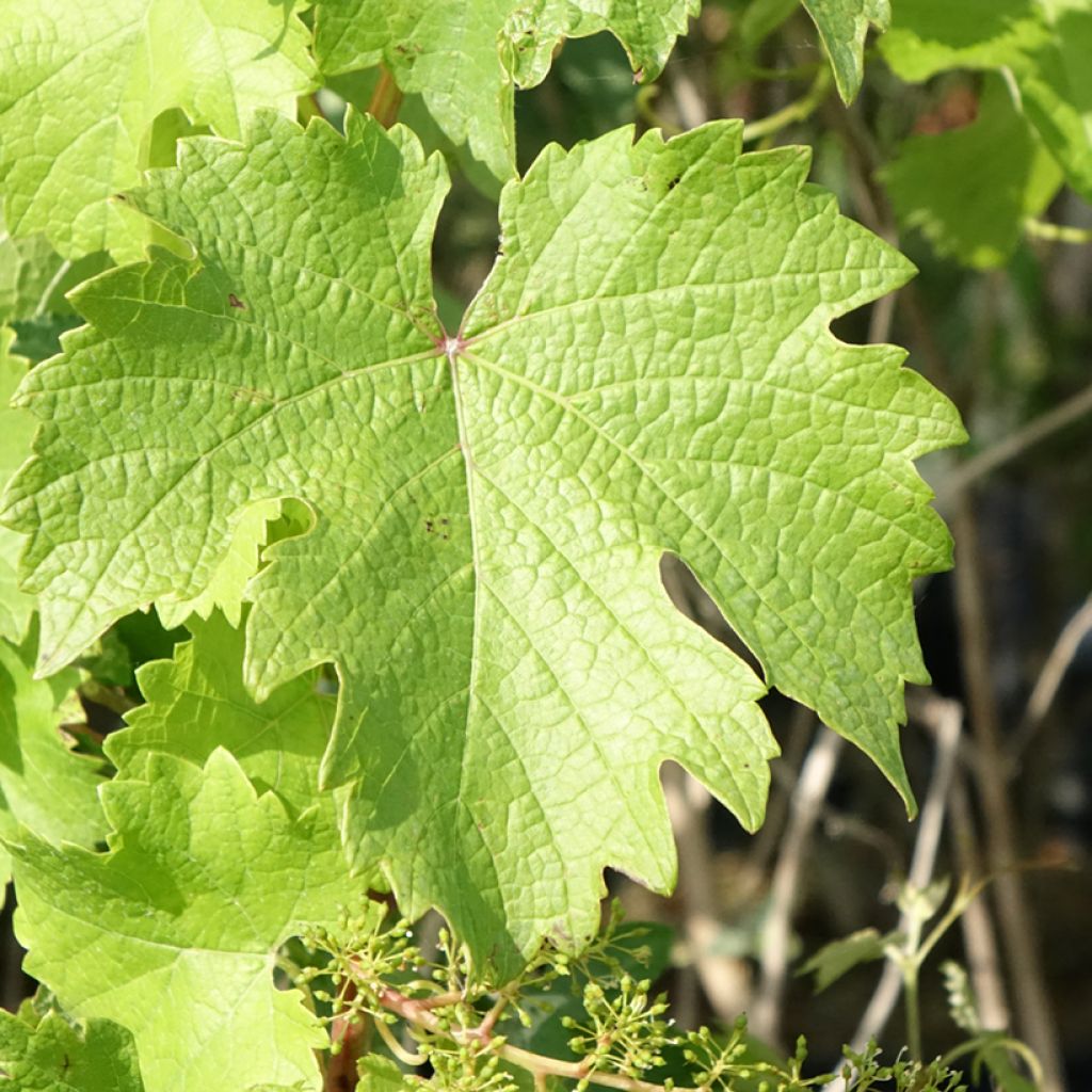 Vigne Nathy-Sauvignac Vign'Happy Fruitality