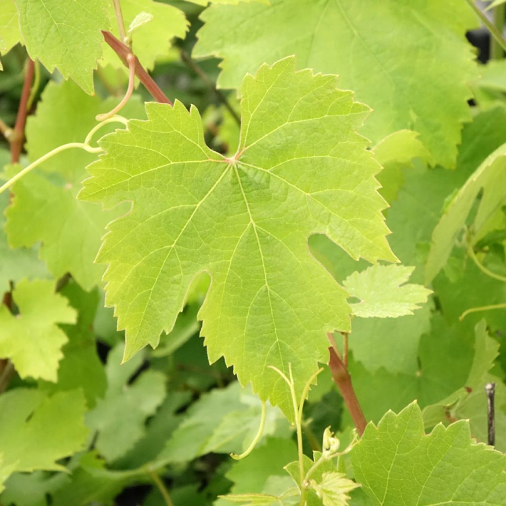 Vigne Nebbiolo - Vitis vinifera