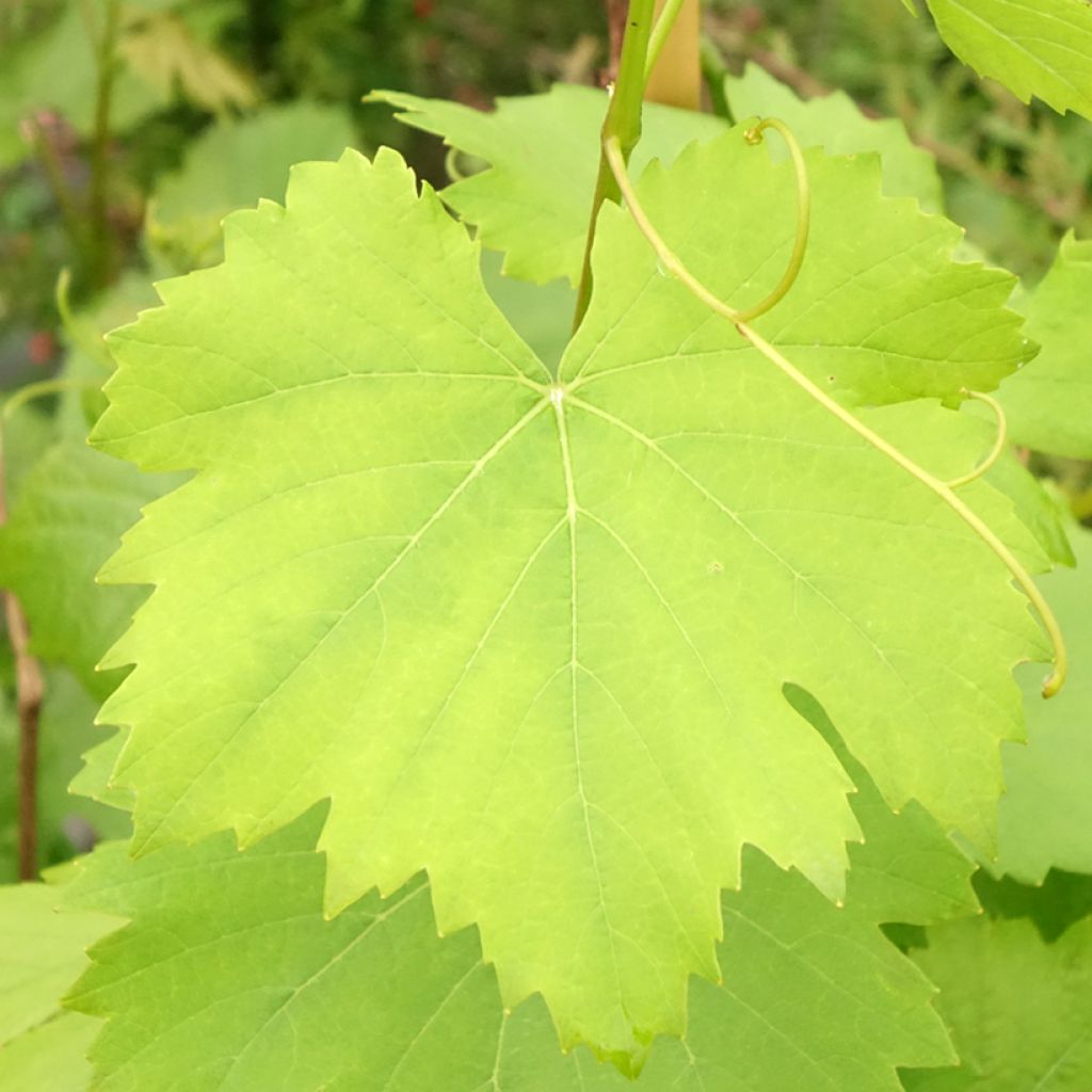 Vigne Noir Hâtif de Marseille