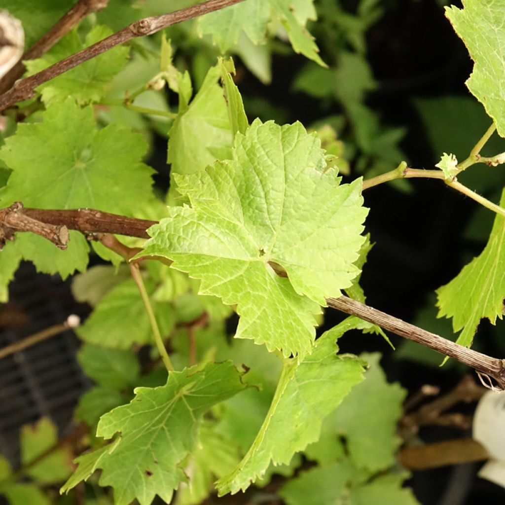 Vigne Perle de Csaba