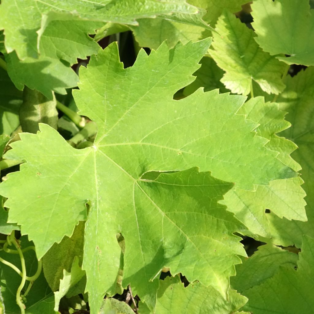 Vigne Petit Verdot