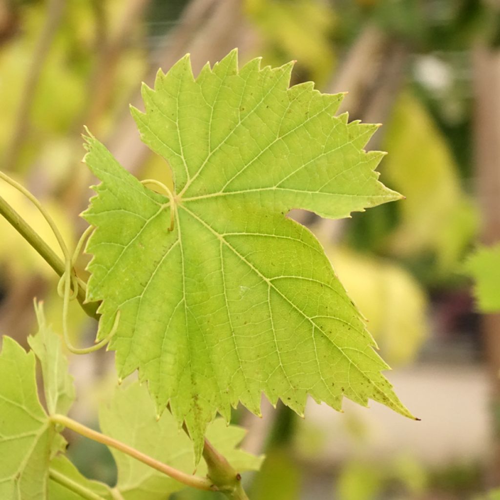 Vigne Regent - Vitis vinifera