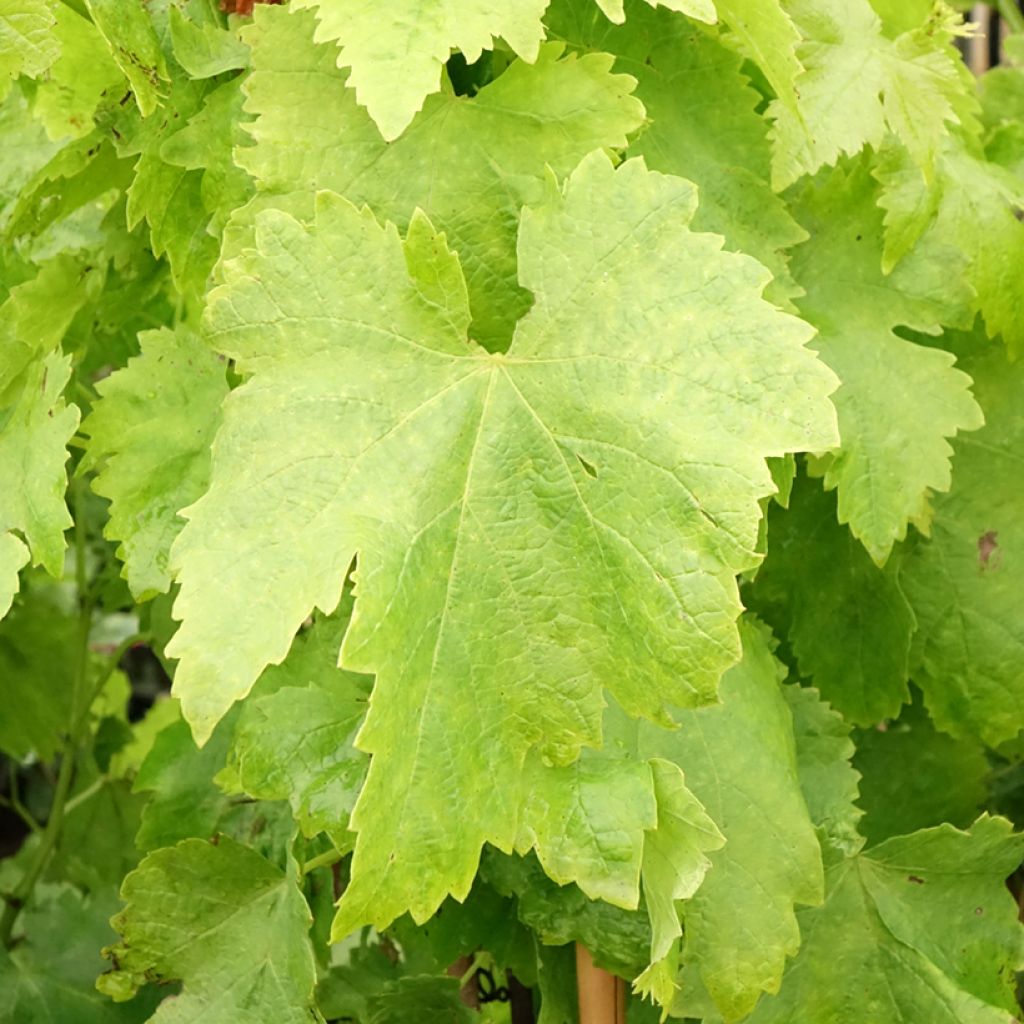 Vigne sans pépin Apirena rossa