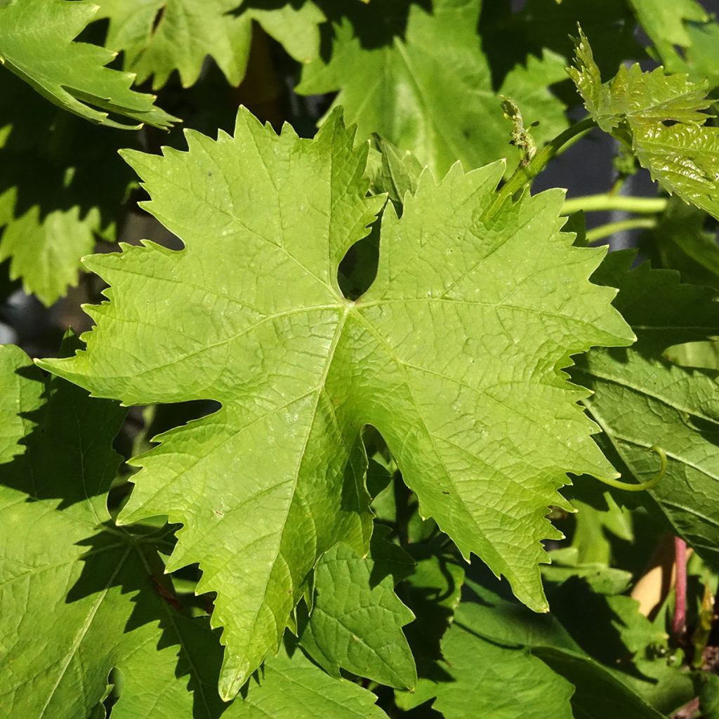 Vigne sans pépin Apirena bianca