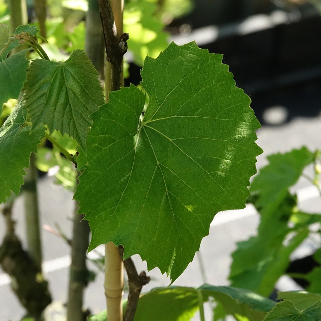 Vigne Smeralda - Vitis vinifera