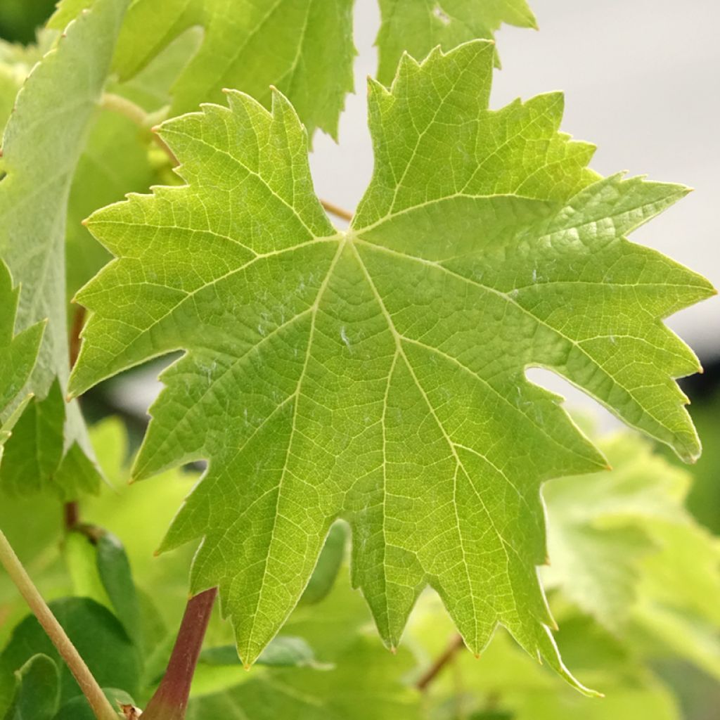 Vigne Timorasso - Vitis vinifera