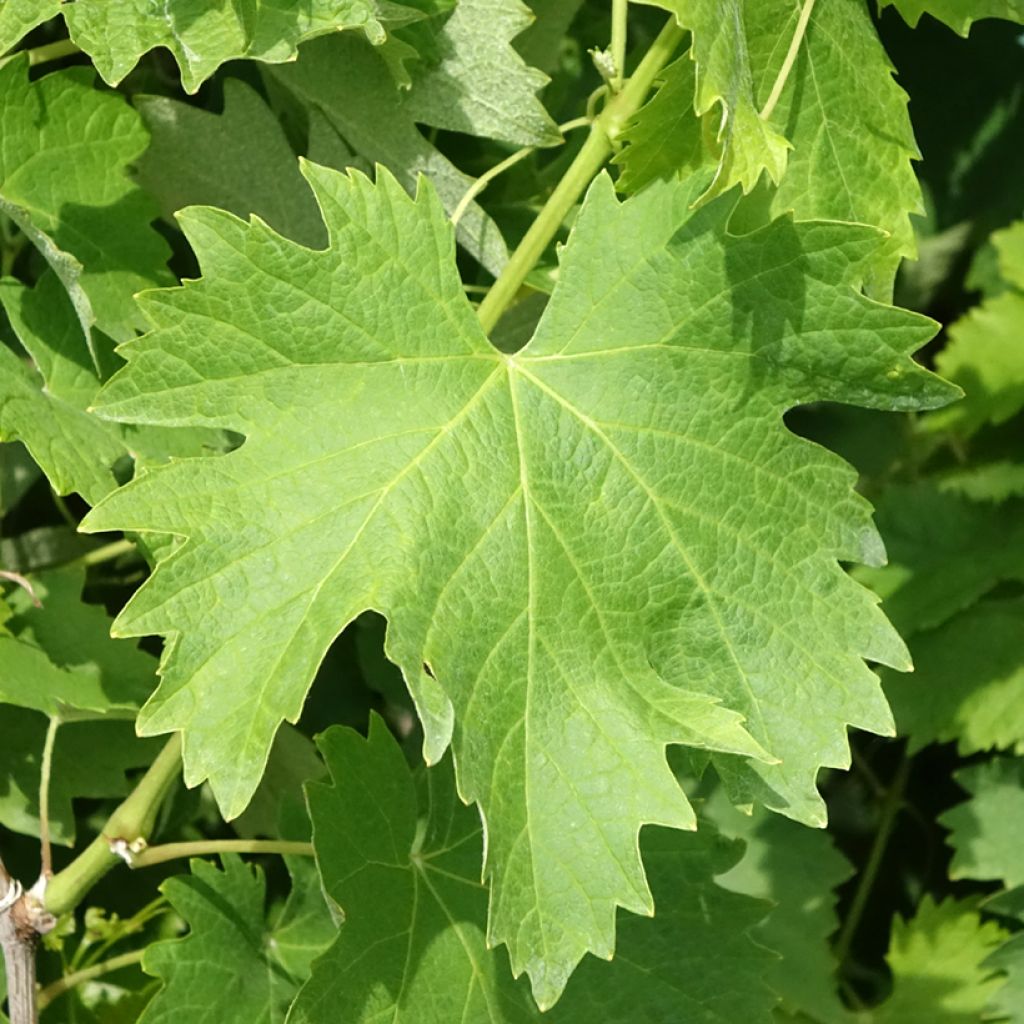 Vigne Vermentino bianco - Vitis vinifera
