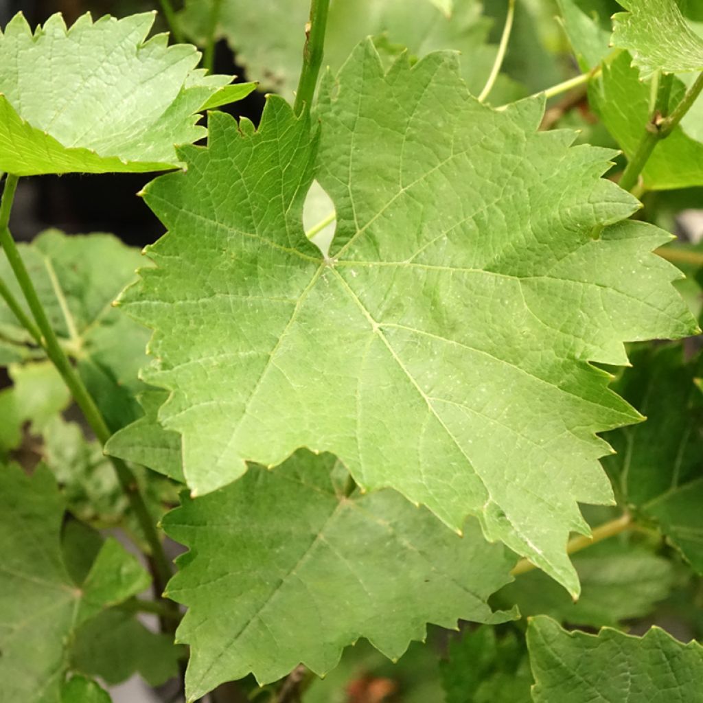Vigne - Vitis Phoenix