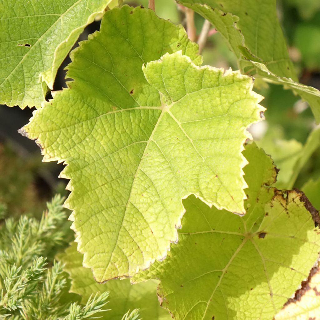 Vigne - Vitis vinifera Himrod