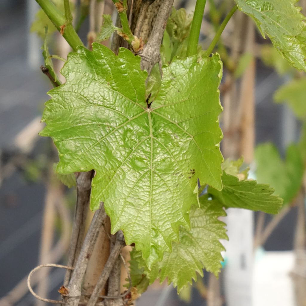 Vigne - Vitis vinifera Muscat Bleu
