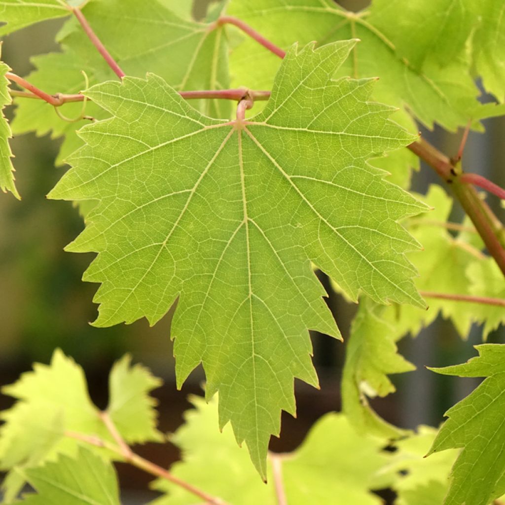 Vigne - Vitis Palatina