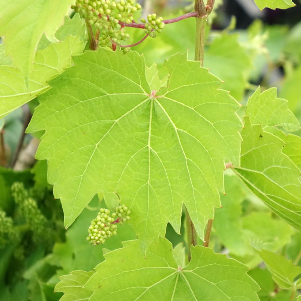 Vigne Vroege Van Der Laan