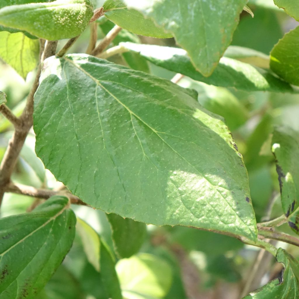 Viorne du Burkwood - Viburnum x burkwoodii Mohawk