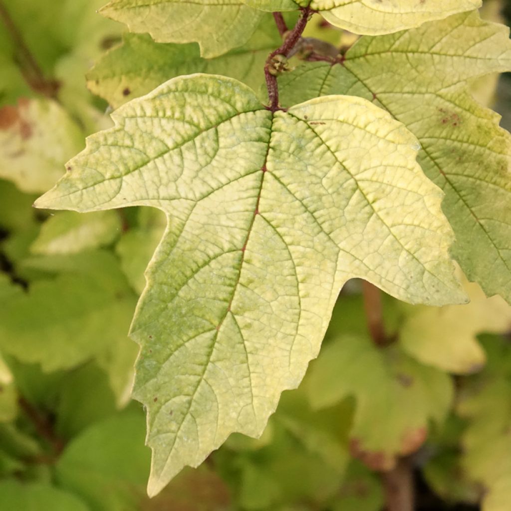 Viorne obier - Viburnum opulus Oh Canada