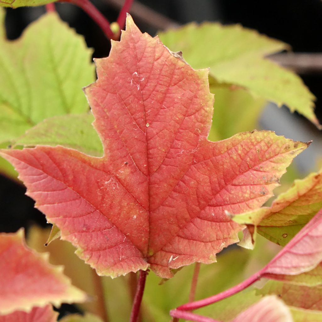 Viorne trilobée - Viburnum trilobum Spring Red Compact