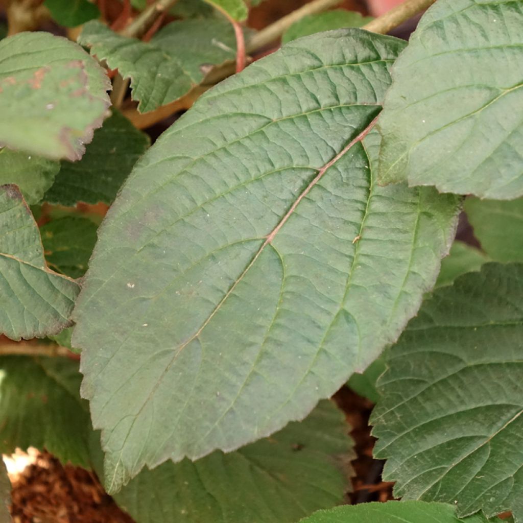 Viorne - Viburnum plicatum Opening Day