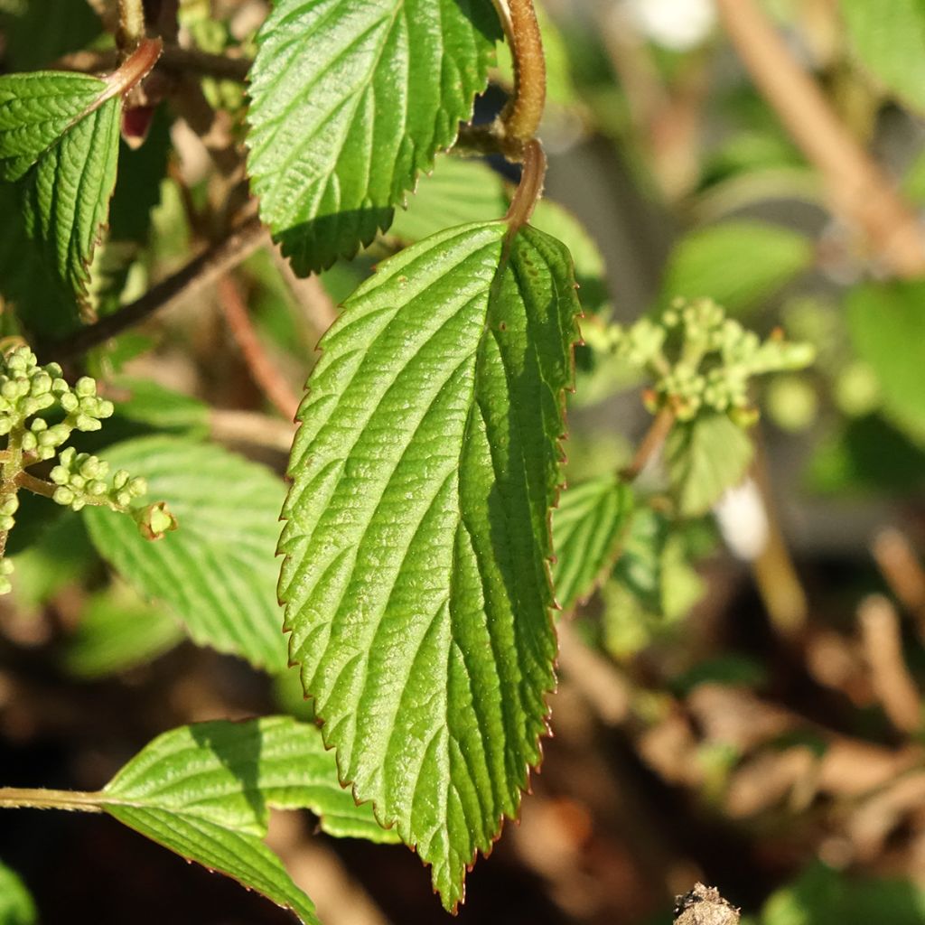 Viorne - Viburnum plicatum Shirogami