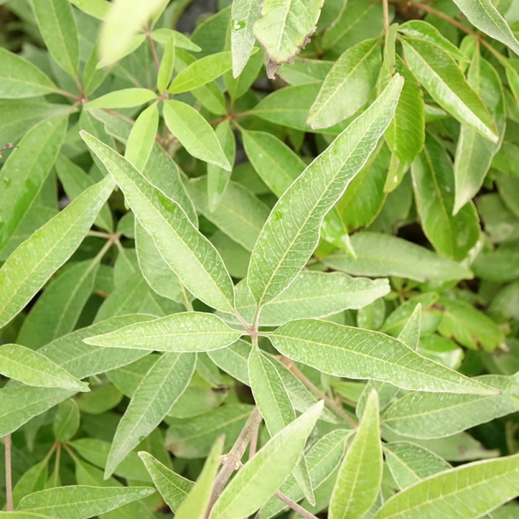 Vitex agnus-castus Blue Didley® - Gattilier