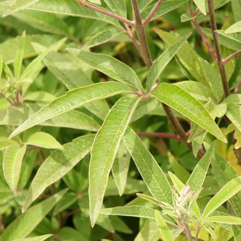 Vitex agnus-castus Galactic Pink - Gattilier