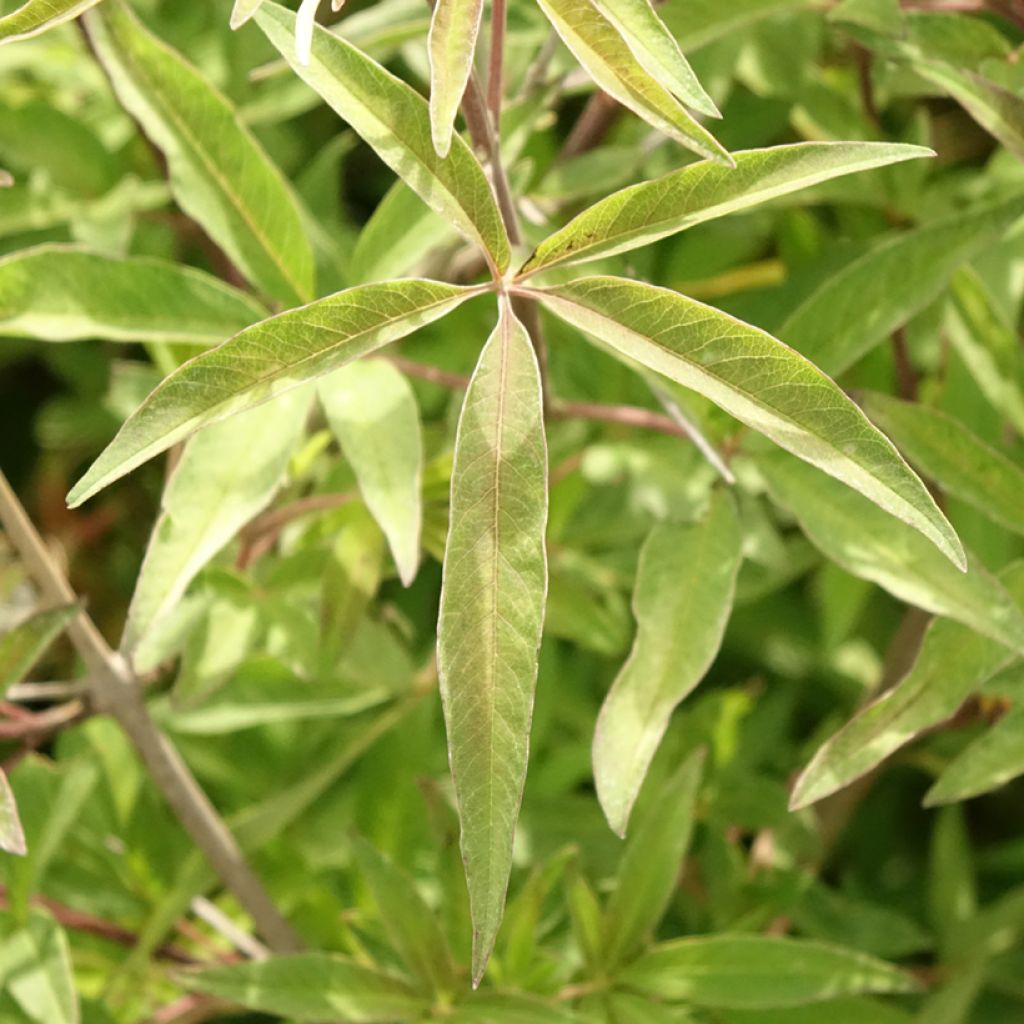 Vitex agnus-castus Pink Pinnacle
