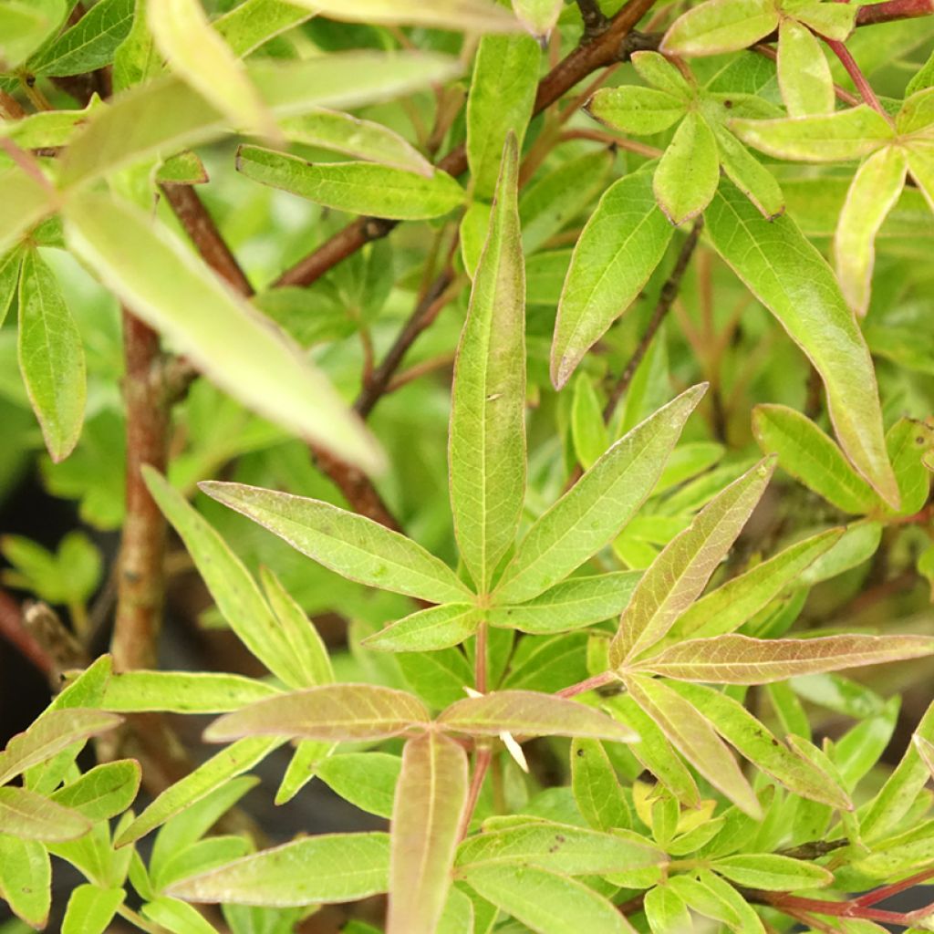 Vitex x agnus-castus Chicagoland Blues - Gattilier