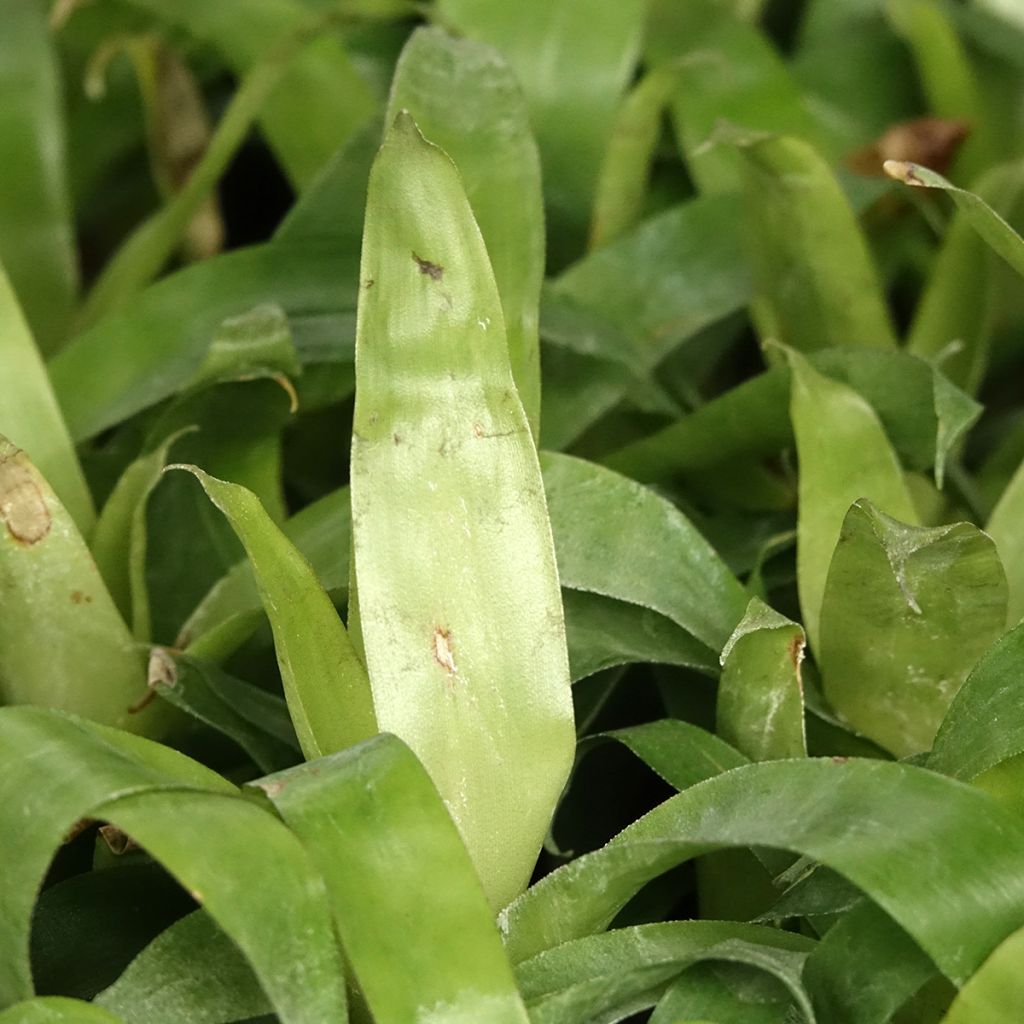 Vriesea Delphinus