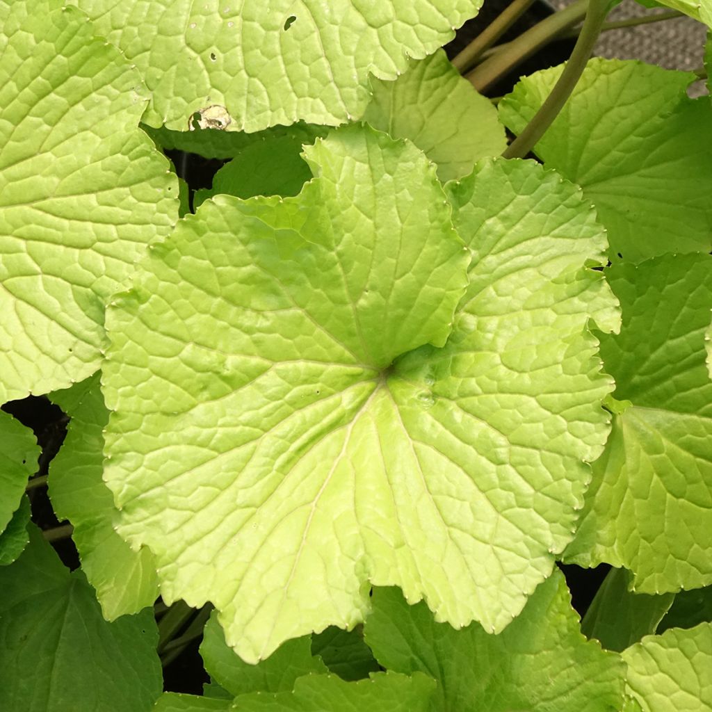 Wasabi japonais - Eutrema japonicum