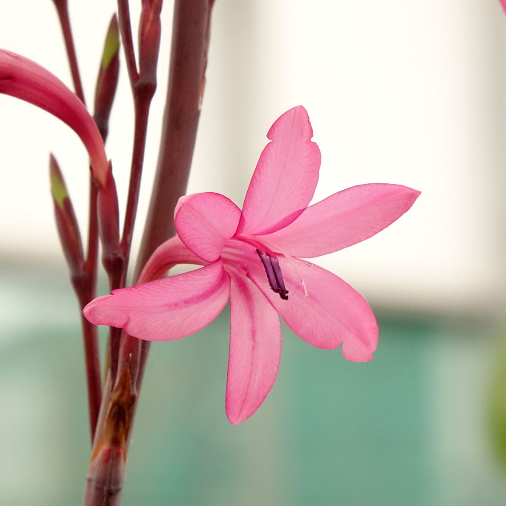 Watsonia borbonica - Watsonie de Bourbon