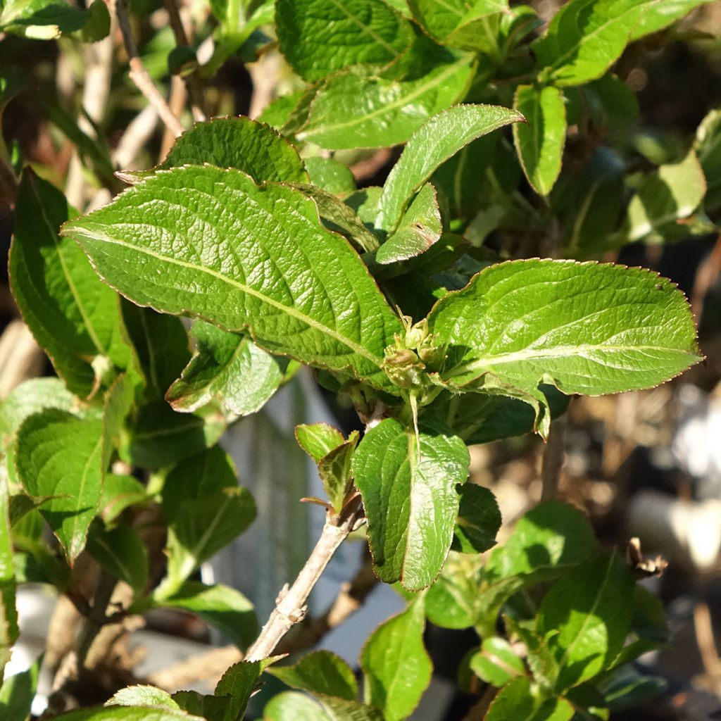 Weigela Colourtwist Sunny Side Up