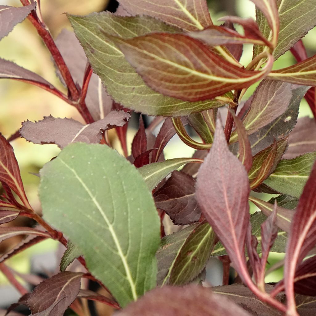 Weigela Electric Love