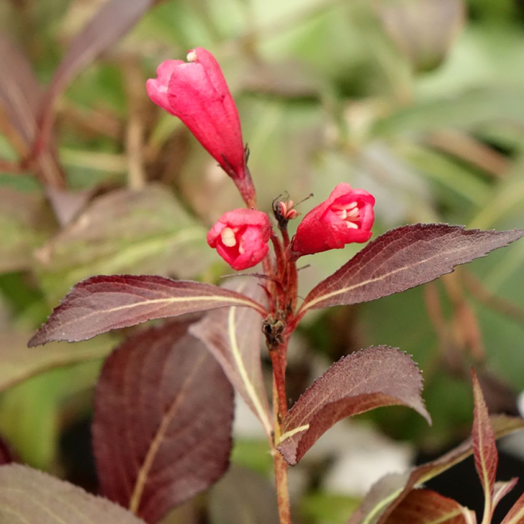 Weigela Electric Love
