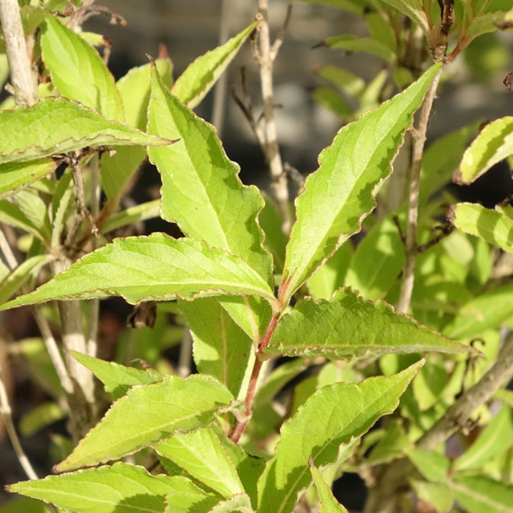 Weigela florida Big Love