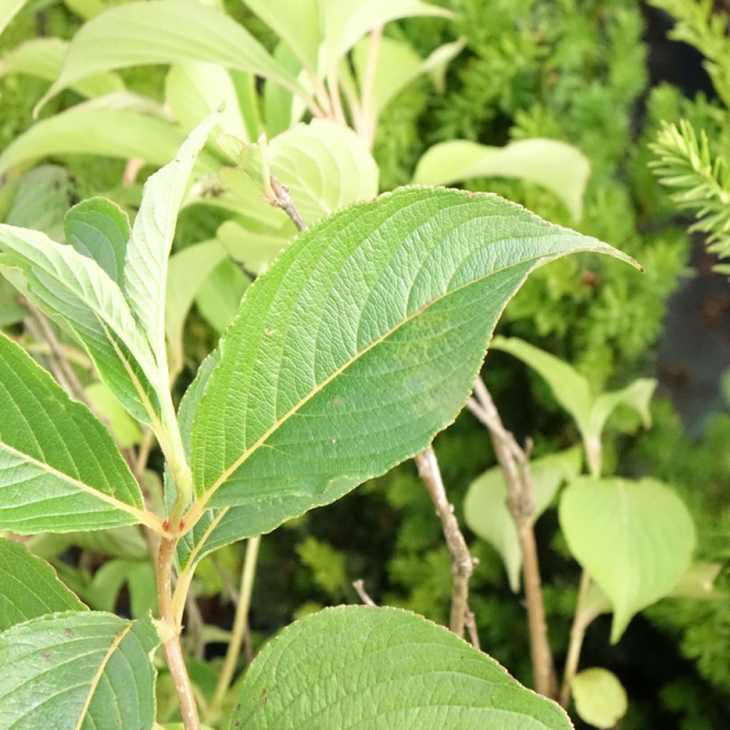 Weigela florida Marjorie