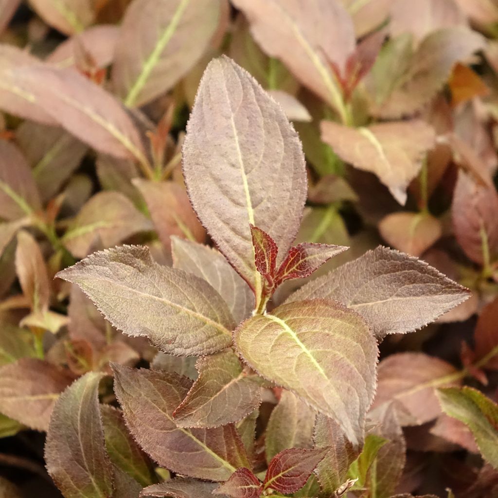 Weigela florida Midnight Wine