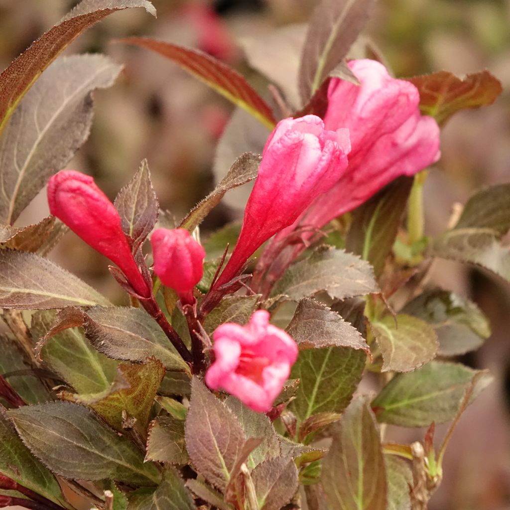 Weigela florida Midnight Wine