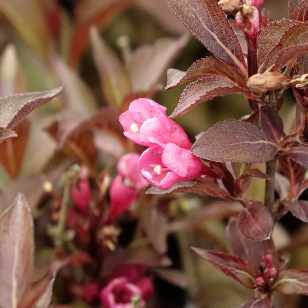 Weigela florida Victoria