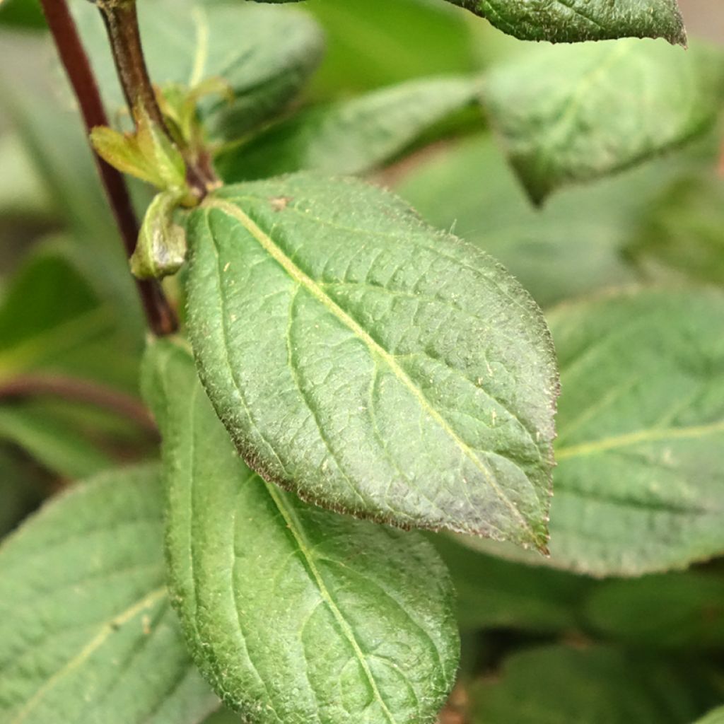 Weigela florida Vintage Love