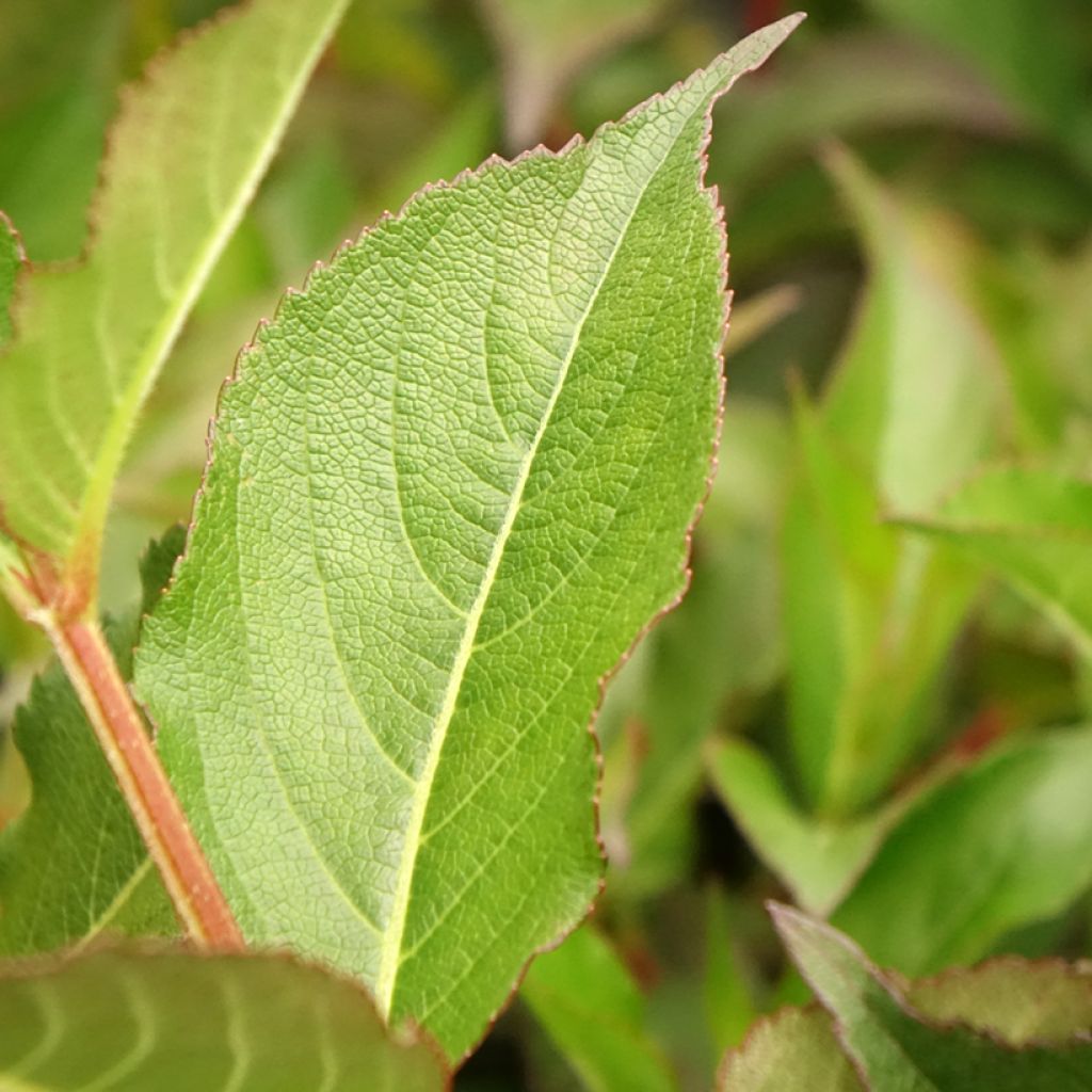 Weigela Minuet