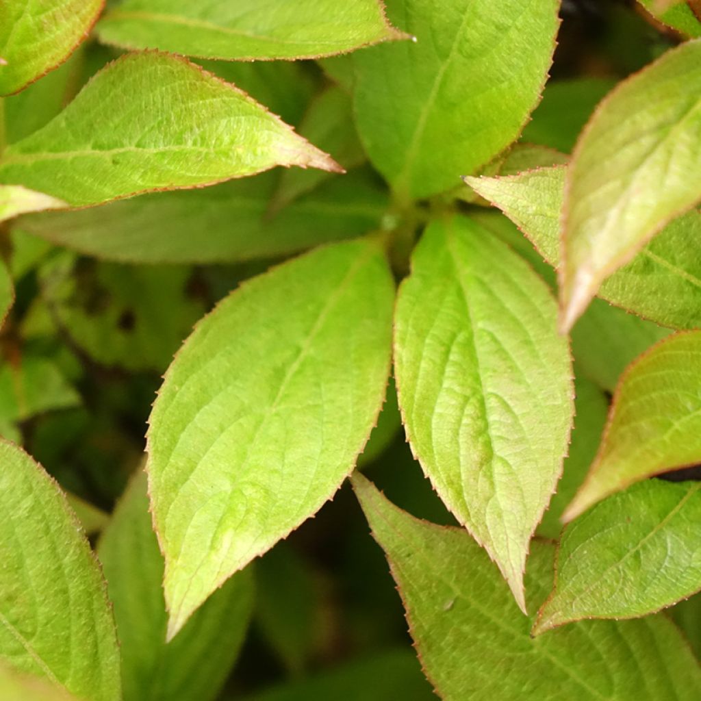 Weigela Picobella Bianco