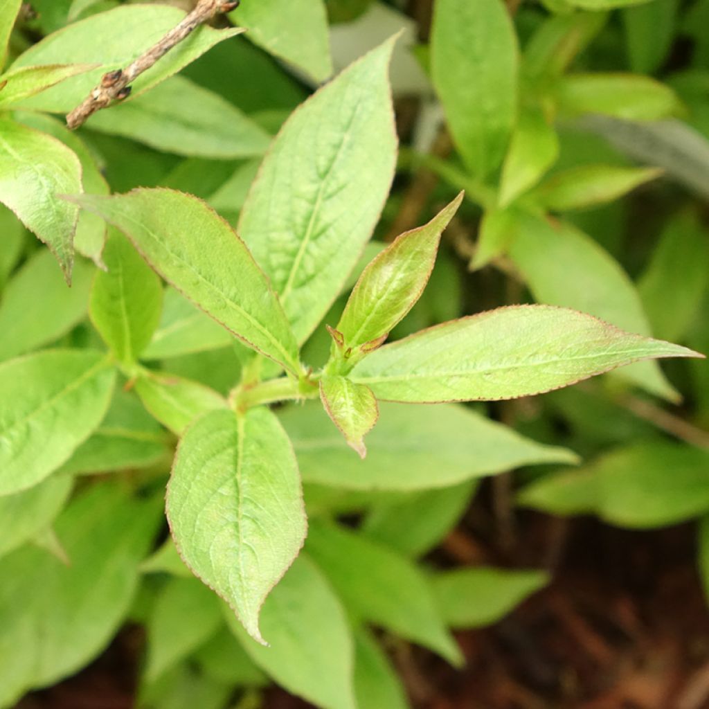 Weigela Picobella Rosso
