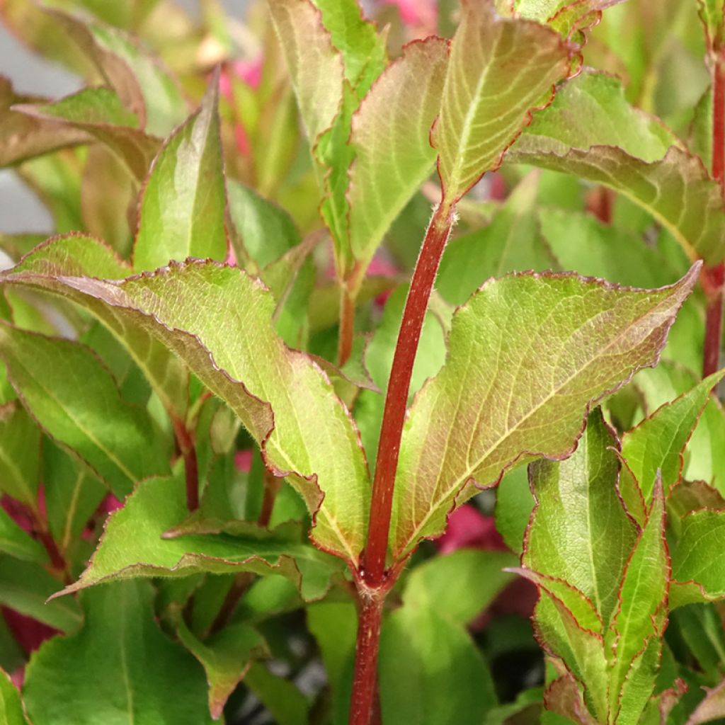 Weigela Rumba