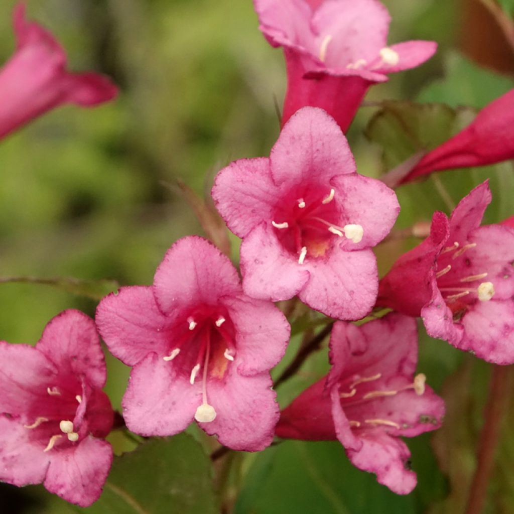 Weigela Rumba