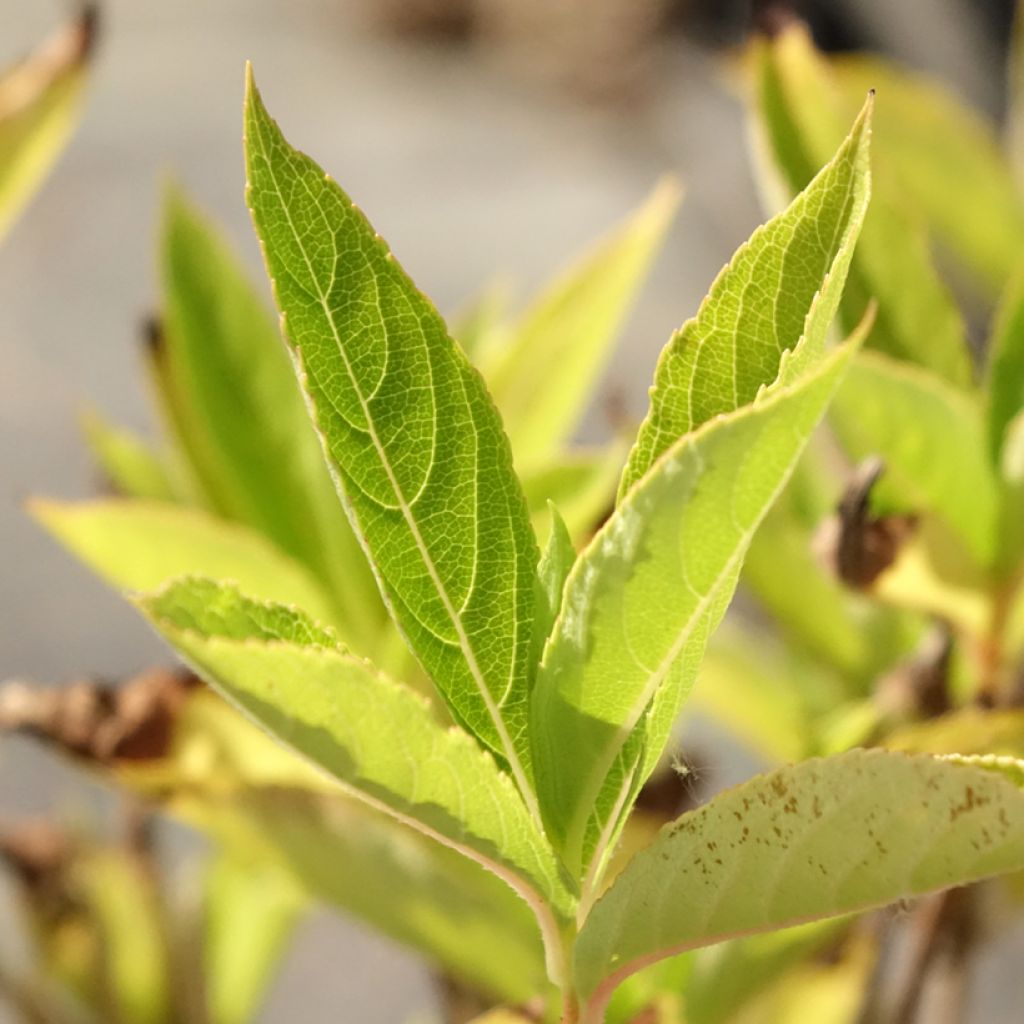 Weigela Snowflake