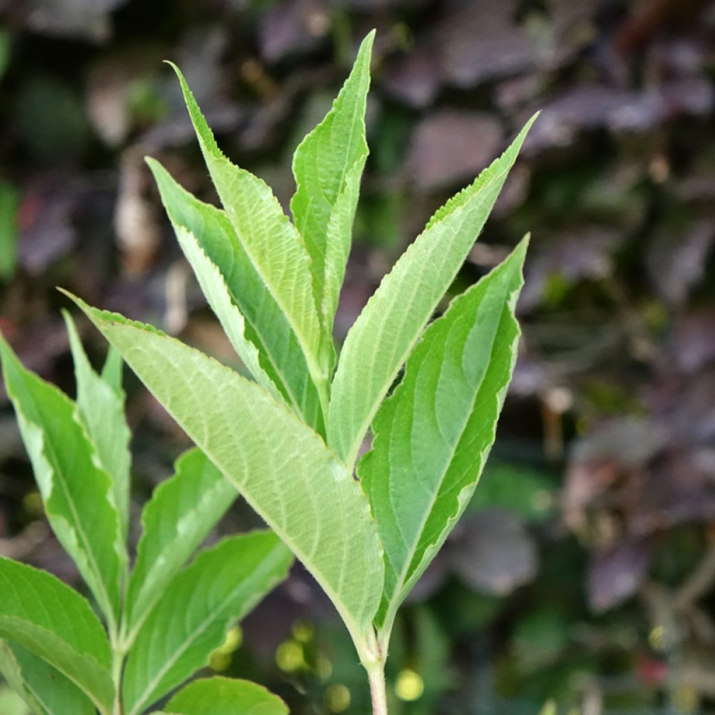 Weigela Snowflake