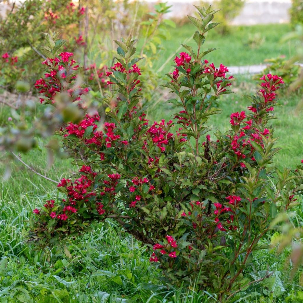 Weigela Nain rouge Courtanin