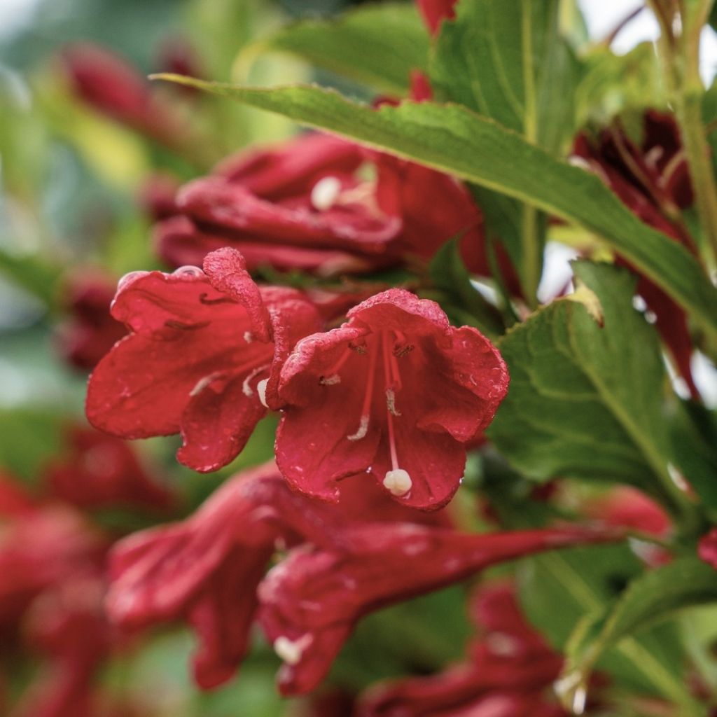 Weigela Nain rouge Courtanin